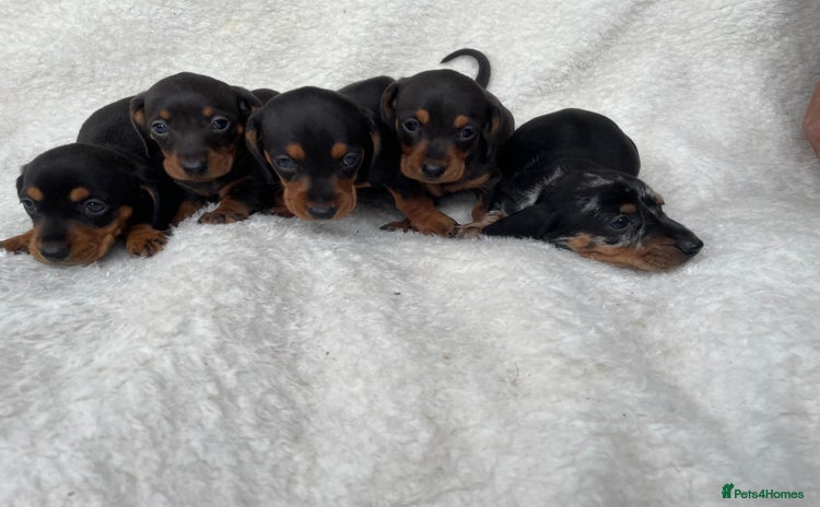 Dachshund dogs for sale - Advert 1