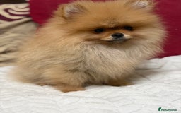 Pomeranian dogs for sale: Fabulous Pomeranian Girl Puppies  - Image 15