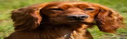 Cocker Spaniel dogs for sale: Health tested parents. 1 dog puppy available - Advert 2