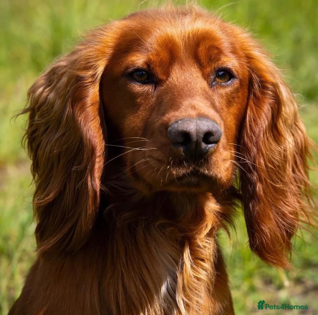 Cocker Spaniel dogs for sale: Health tested parents. 1 dog puppy available - Advert 2
