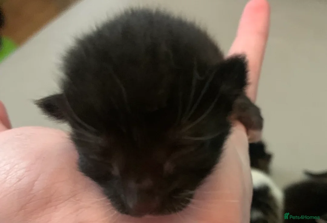 Mixed Breed cats for sale: Beautiful litter of tortie- black - tabby kittens in Liverpool - Advert 15