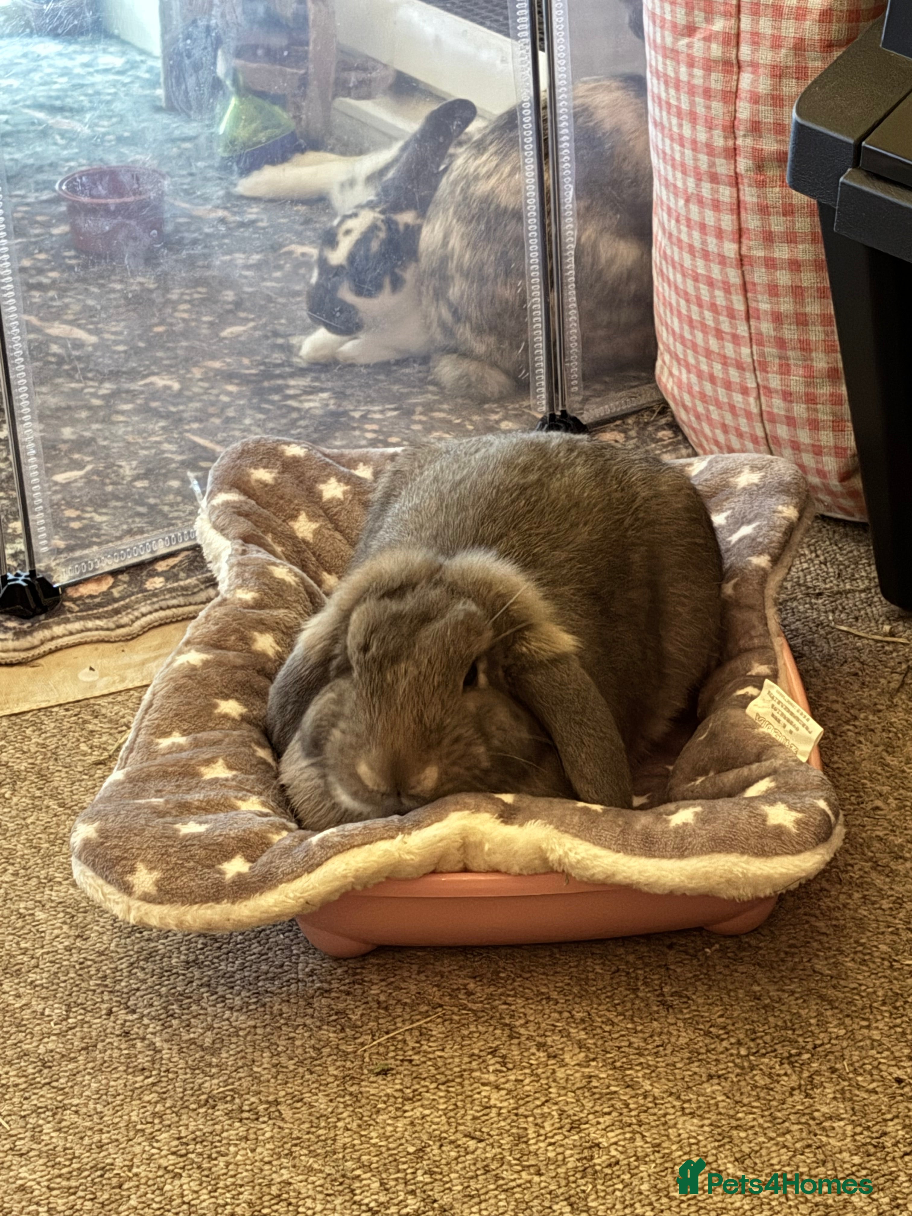 English Lop rabbits Around 7 month old male (un-nurtured) - Advert 2