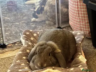 English Lop rabbits Around 7 month old male (un-nurtured) - Advert 2