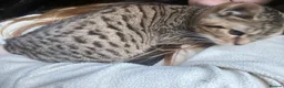 Bengal cats for sale: Bengal kittens  - Advert 4