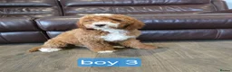 Labradoodle dogs for sale: Adorable F1B Miniature Labradoodle Pups 🐾🩷 - Advert 26
