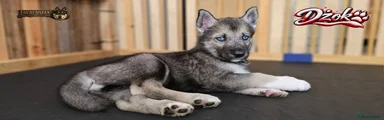 Black Collar Boy