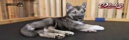 Siberian Husky dogs for sale: Well Socialised Home Raised Husky Puppies - Advert 2