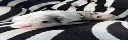 Sheepadoodle dogs for sale: Medium Sheepadoodle Blue and White  - Advert 31