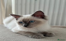 Ragdoll cats for sale: Blue point Ragdoll kitten 12 weeks old - Image 3
