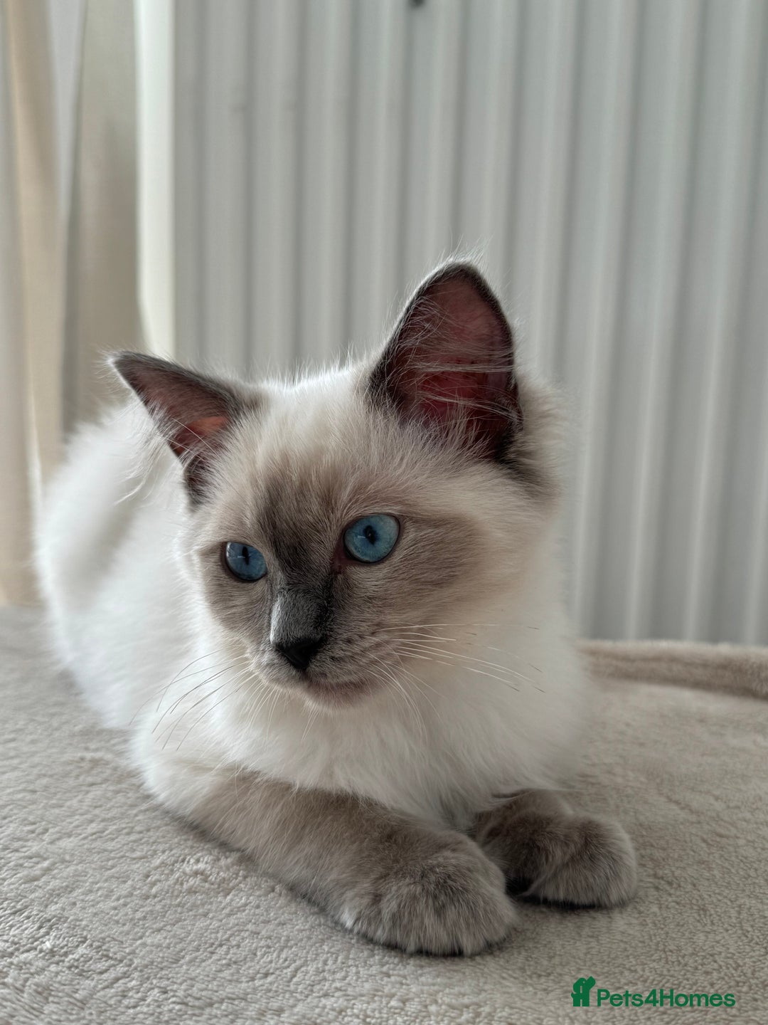 Ragdoll cats for sale: Blue point Ragdoll kitten 12 weeks old - Image 3