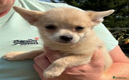 Pomchi dogs for sale: Pomchi - Image 14