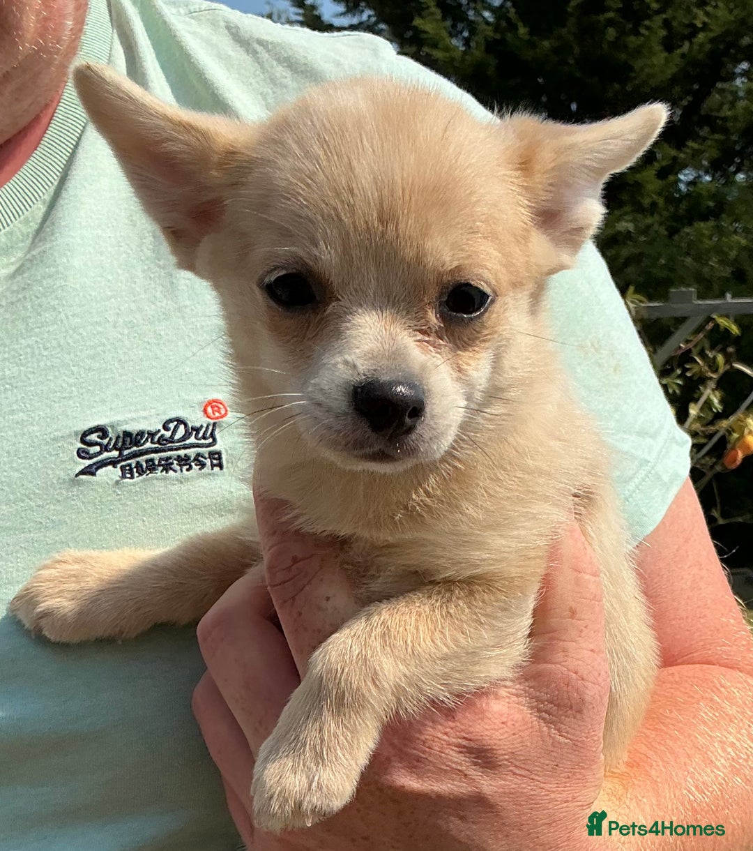 Pomchi dogs for sale: Pomchi - Image 14