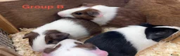 Guinea Pig rodents for sale: Young Male / Boar Dutch Guinea pigs - Advert 15