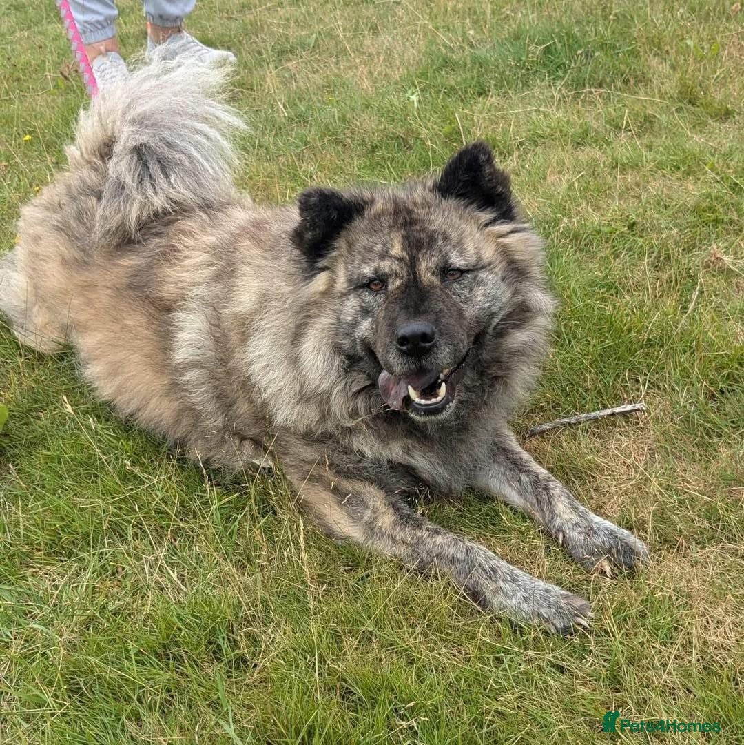 Mixed Breed dogs for adoption: Luna Chow - the people's princess 💜 in Kidderminster - Advert 15