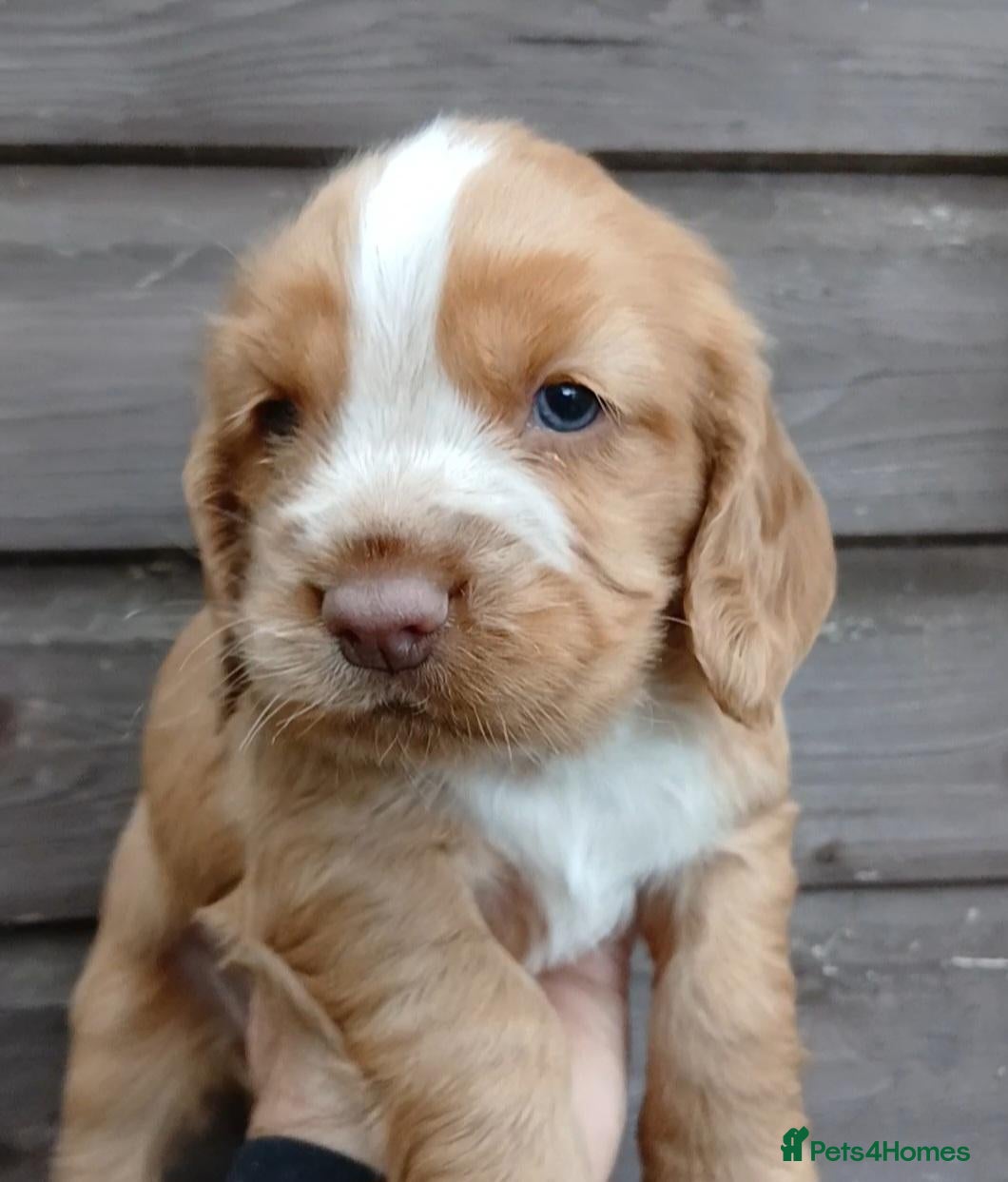 Sprocker dogs Sprocker x Cocker Spaniel Puppies - Advert 5