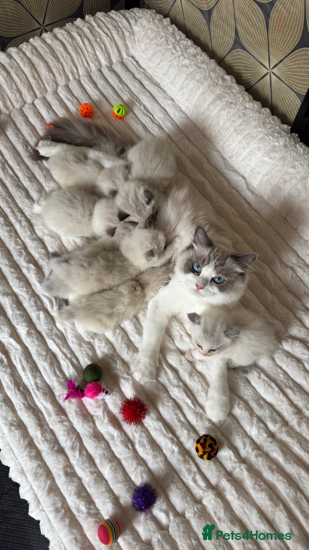 Ragdoll cats for sale: Beautiful TICA Kittens  - Advert 1