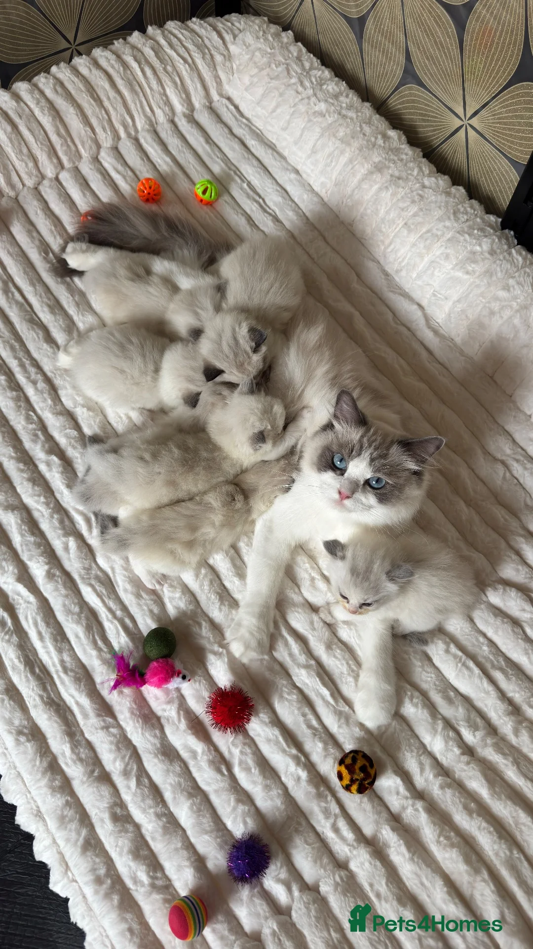 Ragdoll cats for sale: Beautiful TICA Kittens  - Advert 1