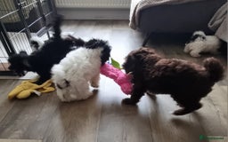 Cockapoo dogs for sale: Fully Vaccinated Best Friend Sofa Companions 🥰   - Image 17