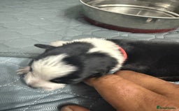 Border Collie dogs for sale: Border collie pups - Image 20