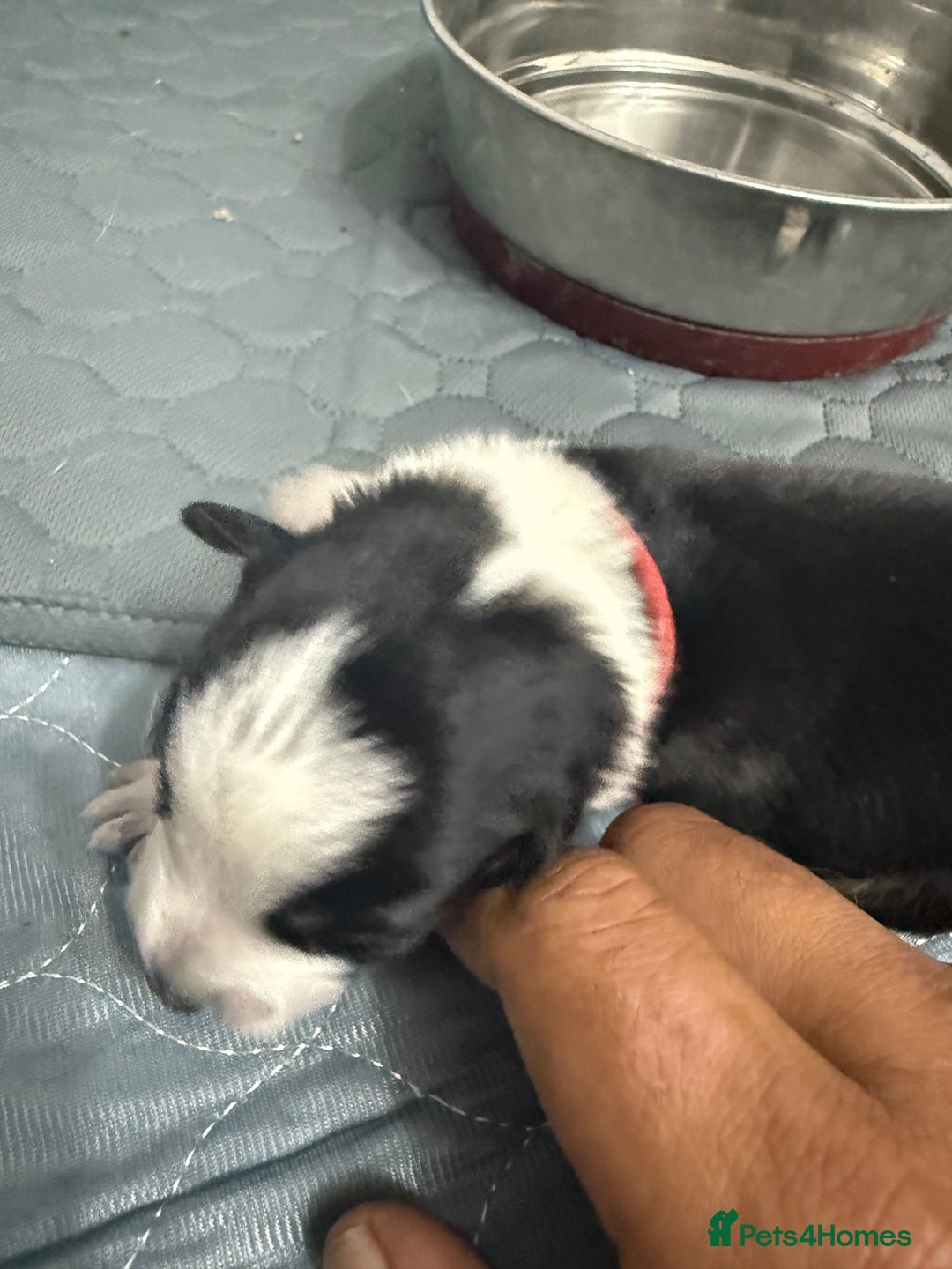 Border Collie dogs for sale: Border collie pups - Image 20