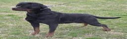 Rottweiler dogs for sale: Outstanding Rottweiler Litter Of 6 Beautiful Boys - Advert 16