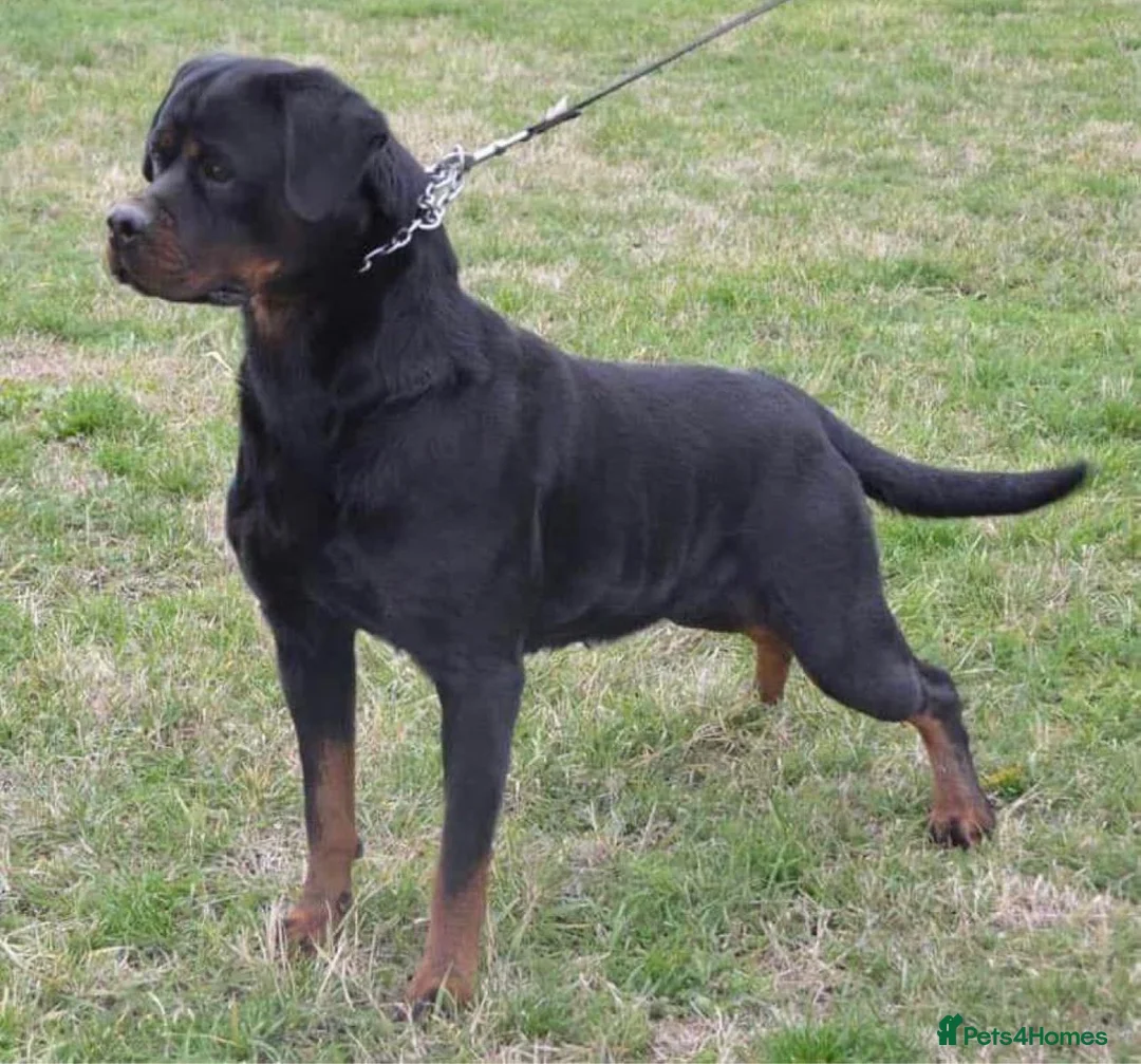 Rottweiler dogs for sale: Outstanding Rottweiler Litter Of 6 Beautiful Boys - Advert 16
