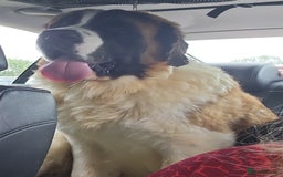Saint Bernard dogs for stud: Kc reg Saint bernard for stud  in Bedford - Image 6