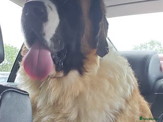 Saint Bernard dogs Kc reg PROVEN Saint bernards for stud - Advert 8