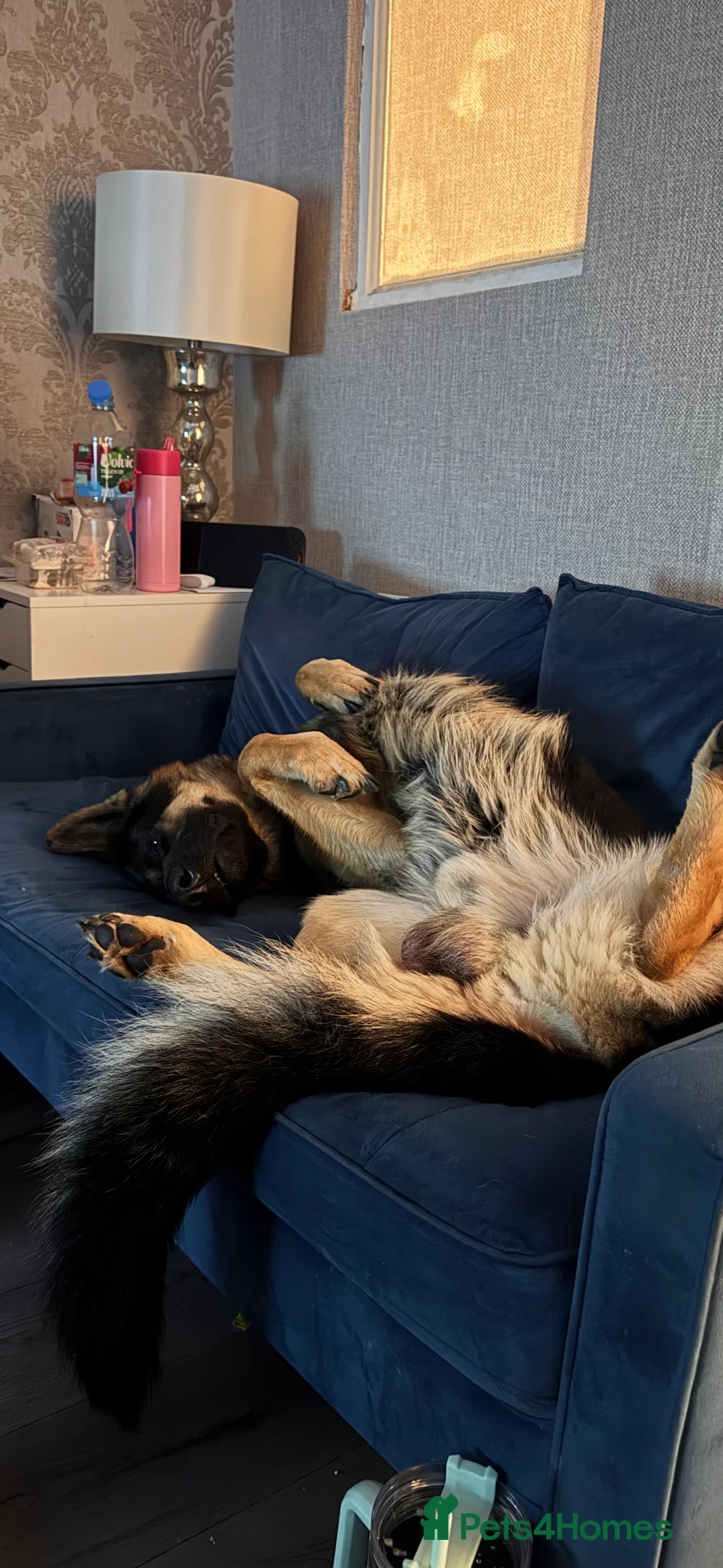 German Shepherd dogs for sale: Our amazing German shepherd  - Advert 4