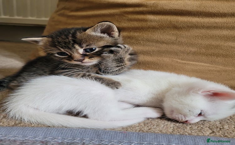 Mixed Breed cats - Advert 5