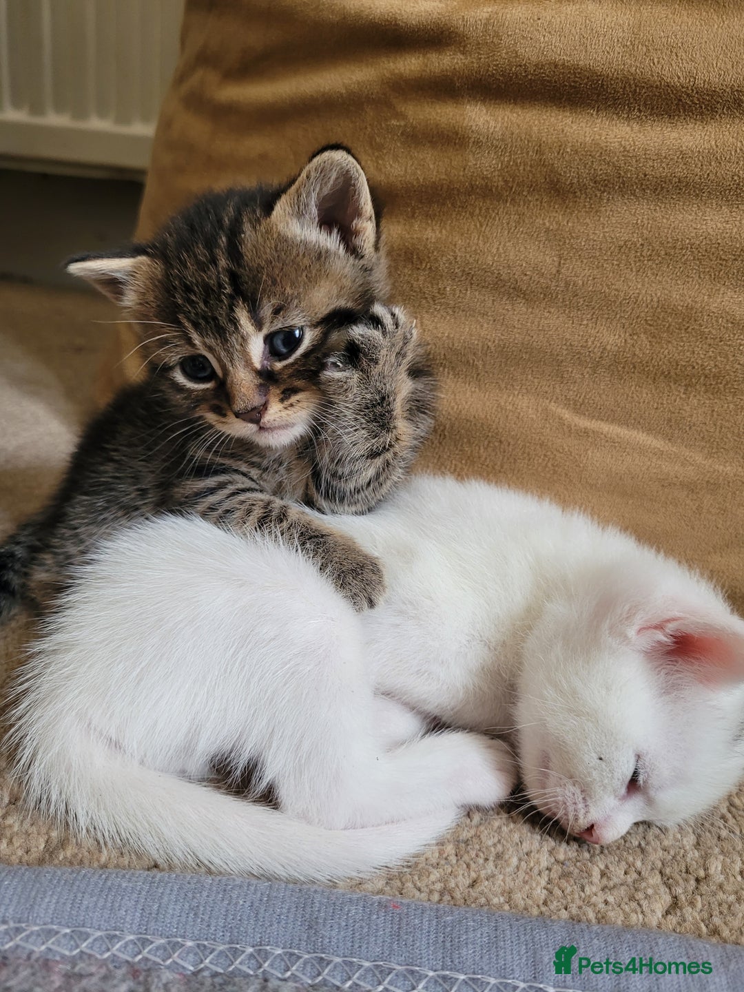 Mixed Breed cats for sale: Adorable White/Tabby Kittens Looking for Homes! 🐾 - Image 1