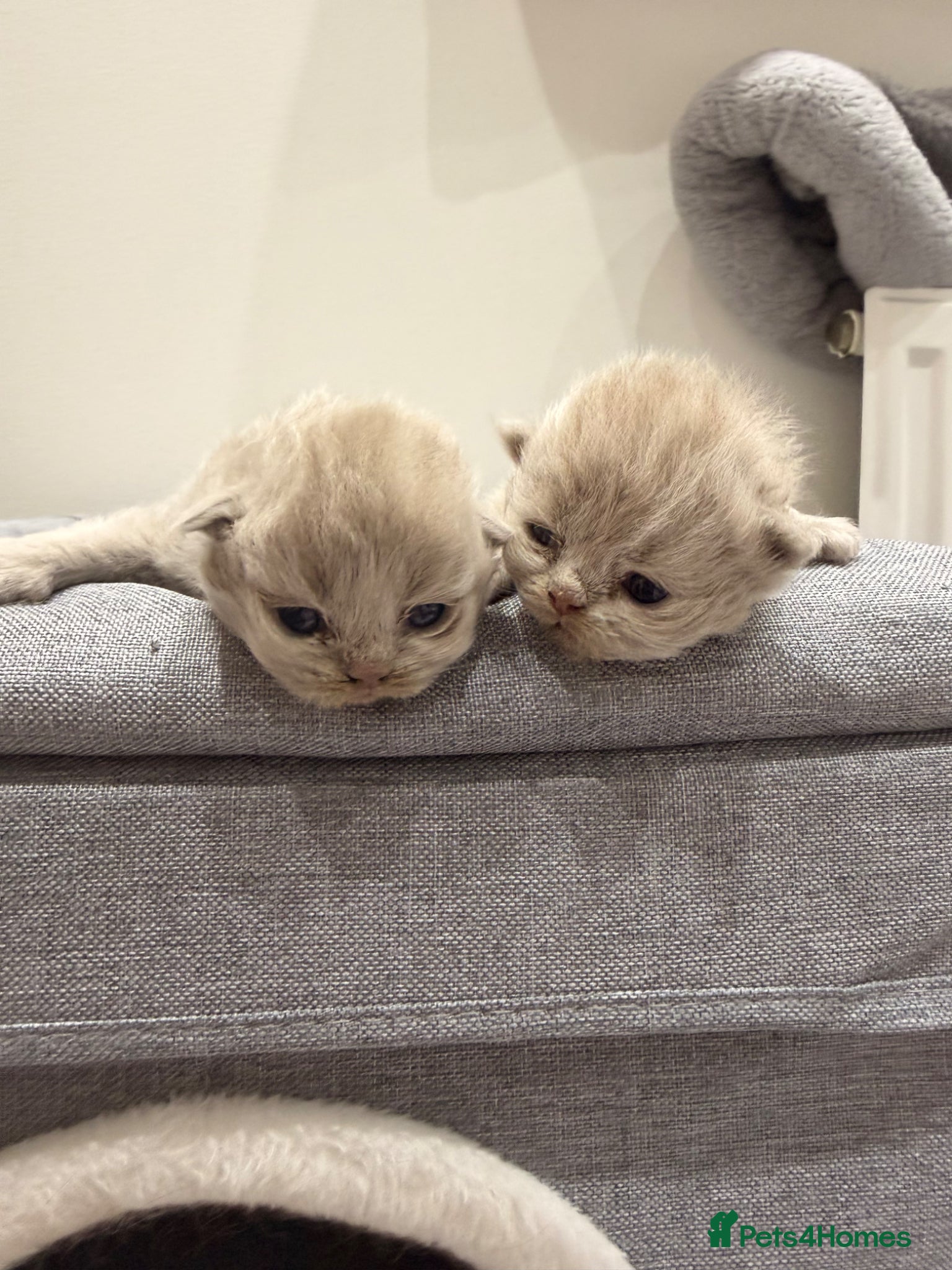 British Longhair cats Beautiful pure fluffy British longhair  - Advert 2