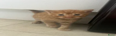 Domestic Shorthair Kitten 1