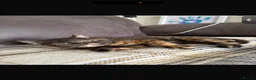 Mixed Breed cats for sale: 4 kittens  - Advert 1