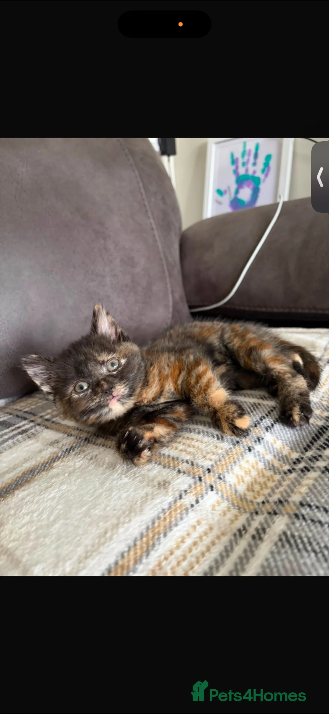 Mixed Breed cats for sale: 4 kittens  - Advert 1