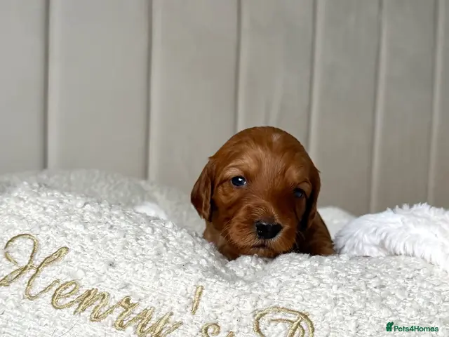 Mixed Breed dogs 🐾double doodles have arrived 🐾 - Advert 14