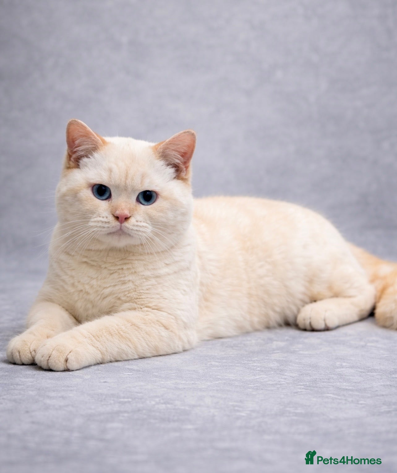 British Shorthair cats RARE Flame Point And Fawn Lilac British Shorthairs - Advert 14