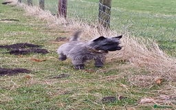 Cairn Terrier dogs for stud: Champion bloodline, KC registered Cairn for stud. in Hope Valley - Image 16