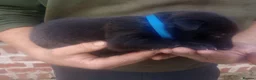 Mixed Breed dogs for sale: Lurcher pups (Collie x Whippet) - Advert 14