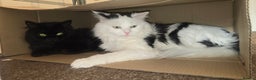 Mixed Breed cats for sale: Lovely Persian mixed kittens for sale - Advert 2