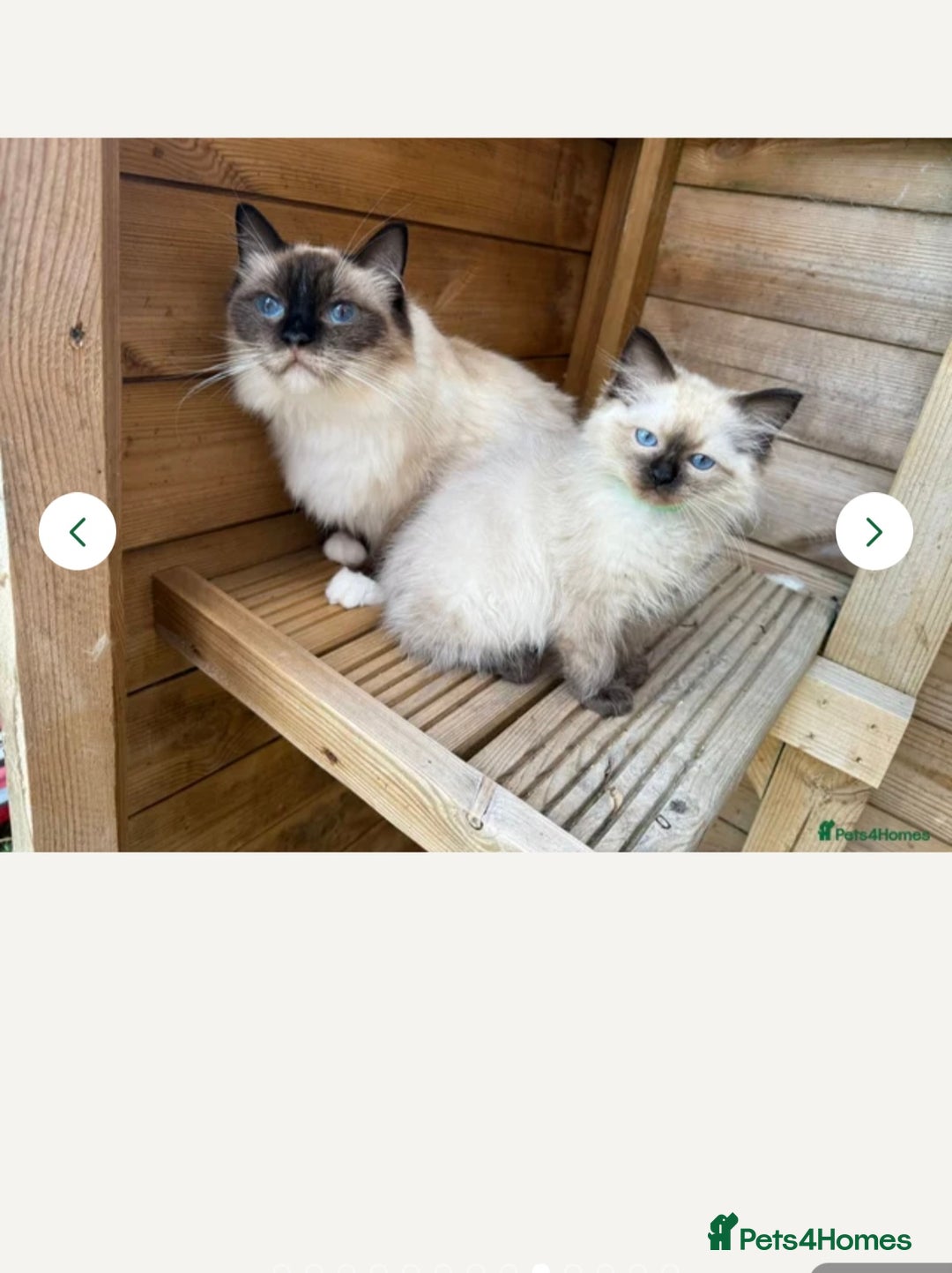 Ragdoll cats for sale: Seal mitted Ragdoll  - Advert 2