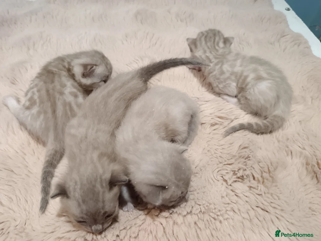 Bengal cats for sale: Tica RG pure bengals - Advert 20