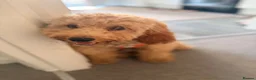 Cockapoo dogs for sale: Bailey  in Richmond - Advert 4