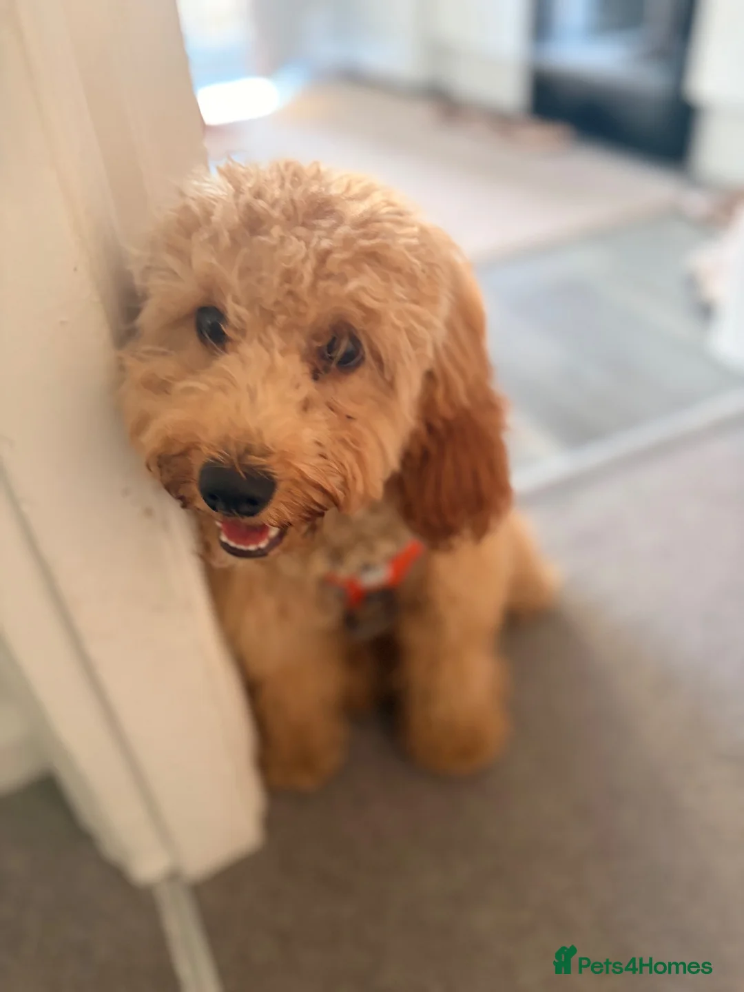 Cockapoo dogs for sale: Bailey  in Richmond - Advert 4