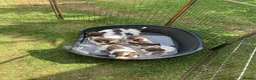English Springer Spaniel dogs for sale: Pedigree English Springer Spaniel Pups KC Reg - Advert 4