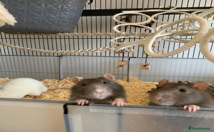 Rat rodents - Advert 7
