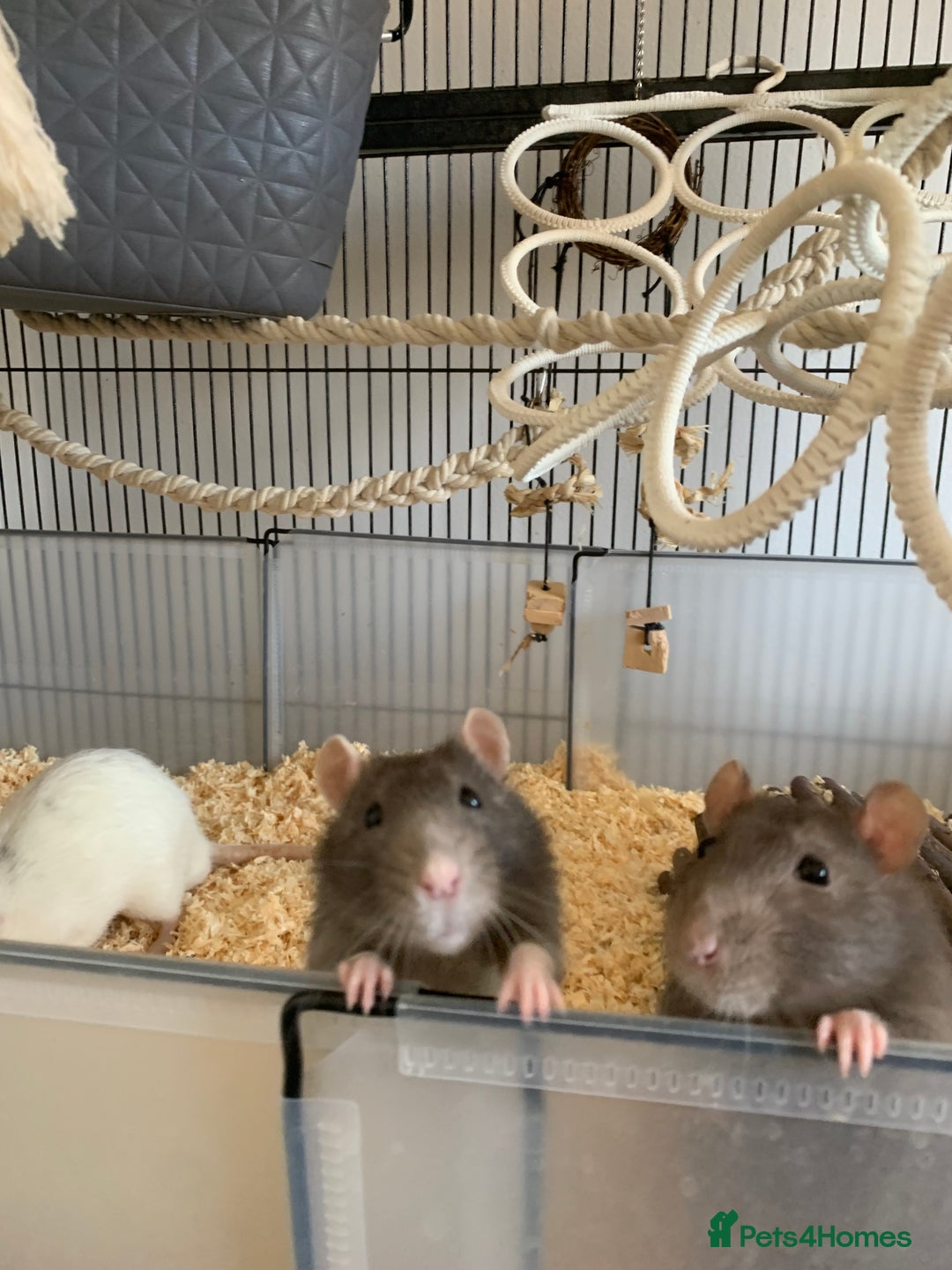 Rat rodents for sale: 4 male rats mixed ages, free to a good home - Image 1