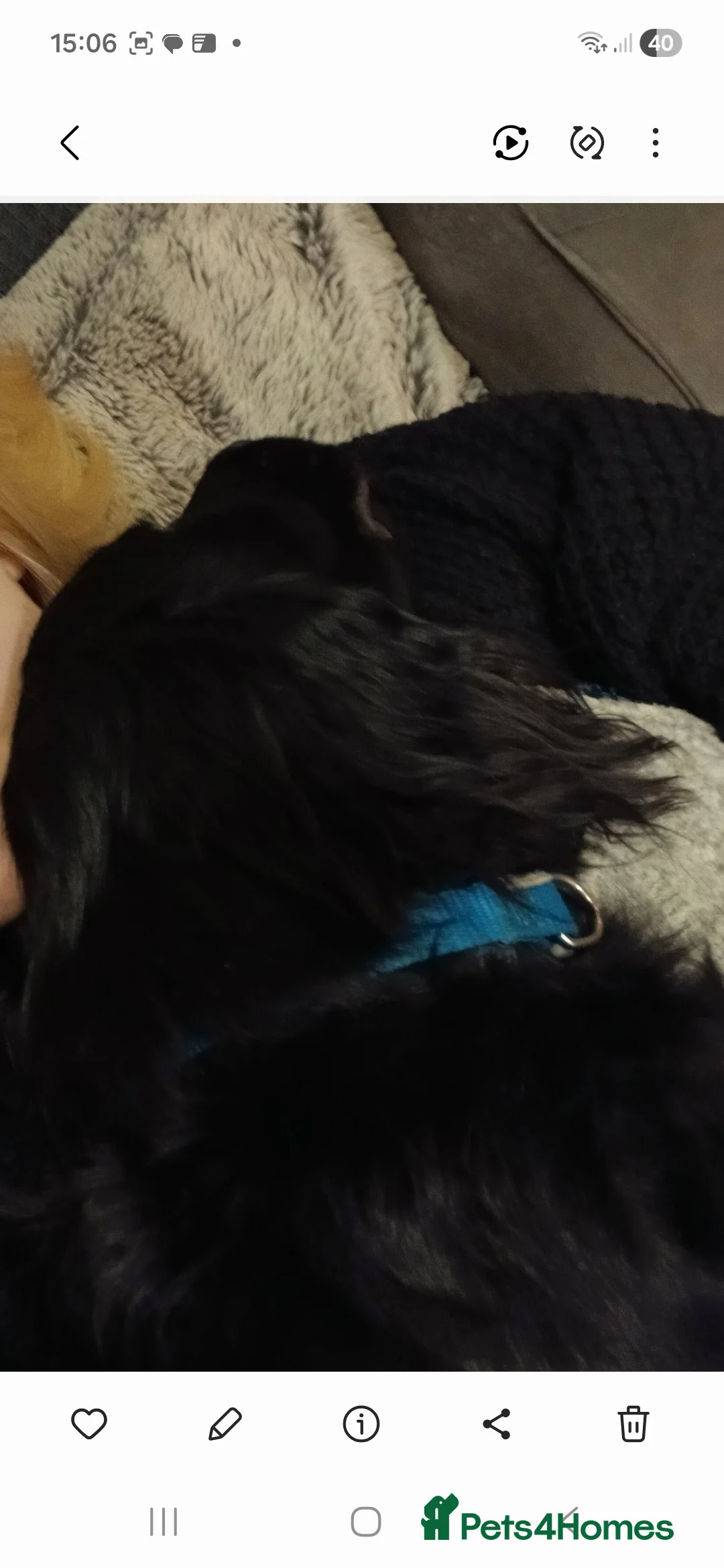 Mixed Breed dogs for sale: 9 Month Old Springador. Looking for a new home - Advert 7