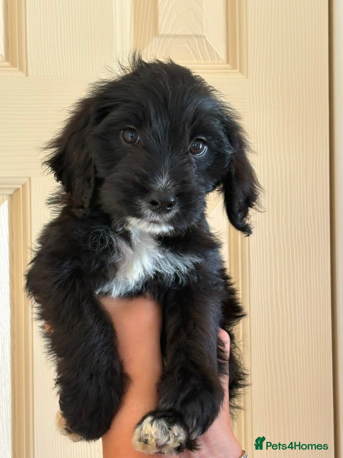 Cockapoo dogs READY NOW - F1B Cockapoo Puppies - 2 Boys - Advert 1