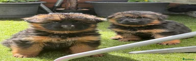German Shepherd 3